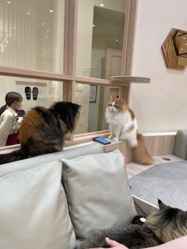 猫カフェモカ　イオンモール幕張新都心店に投稿された画像（2023/7/5）