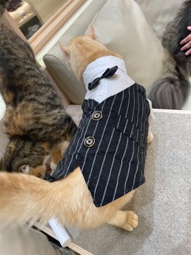 猫カフェモカ　イオンモール幕張新都心店に投稿された画像（2023/7/5）