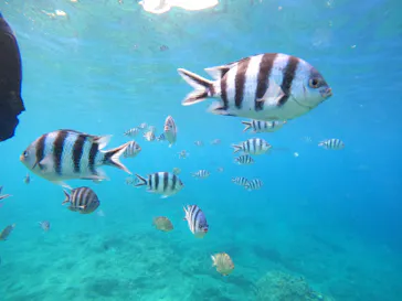 武藤潜水に投稿された画像（2023/7/5）