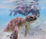 アマミエンシスに投稿された画像（2023/7/5）