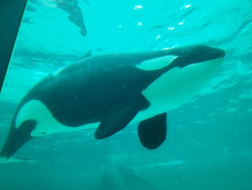 鴨川シーワールドに投稿された画像（2023/7/5）