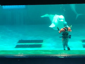 鴨川シーワールドに投稿された画像（2023/7/5）