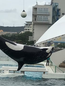 鴨川シーワールドに投稿された画像（2023/7/5）