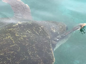 鴨川シーワールドに投稿された画像（2023/7/5）