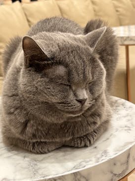 猫カフェモカ　イオンモール幕張新都心店に投稿された画像（2023/7/5）