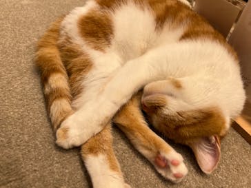 猫カフェモカ　イオンモール幕張新都心店に投稿された画像（2023/7/5）