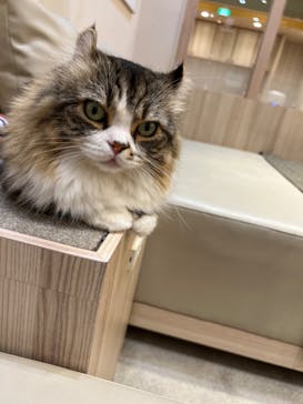 猫カフェモカ　イオンモール幕張新都心店に投稿された画像（2023/7/5）