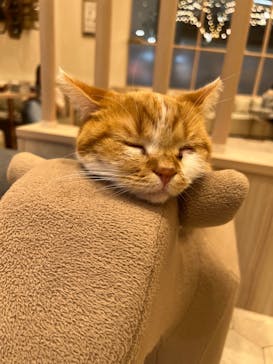 猫カフェモカ　イオンモール幕張新都心店に投稿された画像（2023/7/5）