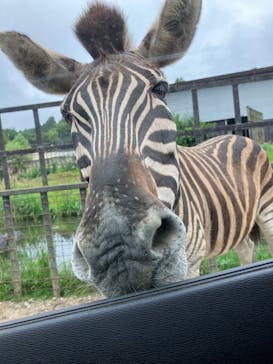 那須サファリパークに投稿された画像（2023/7/5）