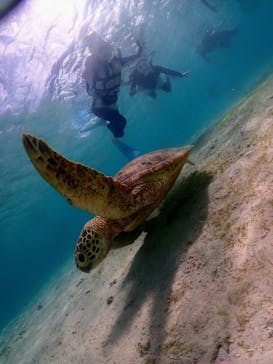 nico 宮古島に投稿された画像（2023/7/5）