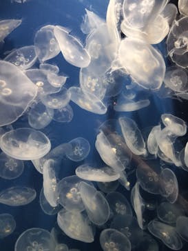 鴨川シーワールドに投稿された画像（2023/7/5）