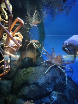 鴨川シーワールドに投稿された画像（2023/7/5）