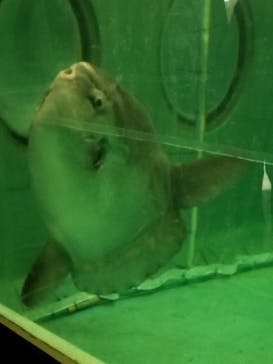 鴨川シーワールドに投稿された画像（2023/7/5）