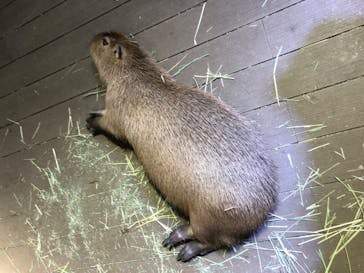 カワスイ 川崎⽔族館に投稿された画像（2023/7/5）