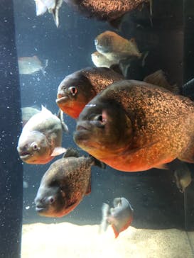 カワスイ 川崎⽔族館に投稿された画像（2023/7/5）