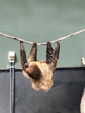 カワスイ 川崎⽔族館に投稿された画像（2023/7/5）