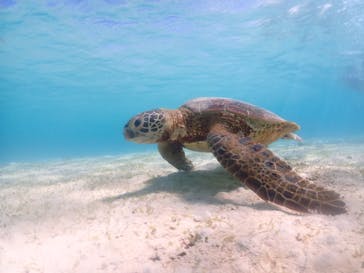 nico 宮古島に投稿された画像（2023/7/5）