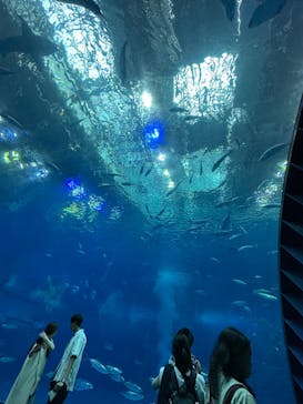 沖縄美ら海水族館に投稿された画像（2023/7/5）