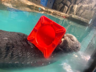 マリンワールド海の中道に投稿された画像（2023/7/6）