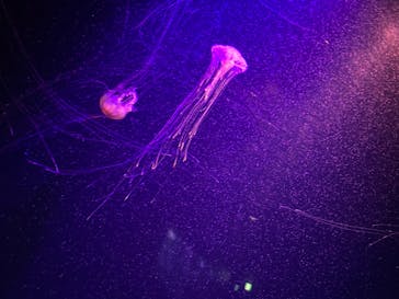 マリンワールド海の中道に投稿された画像（2023/7/6）