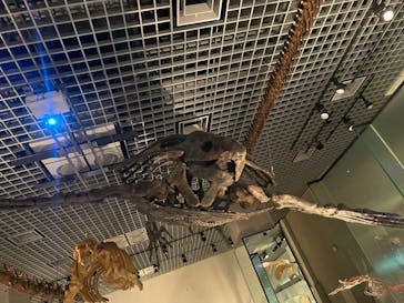 国立科学博物館に投稿された画像（2023/7/6）