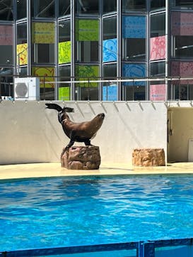 下田海中水族館に投稿された画像（2023/7/6）