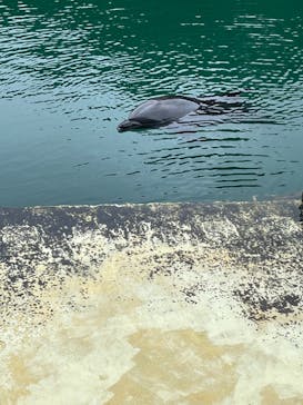 下田海中水族館に投稿された画像（2023/7/6）