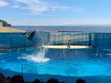 新江ノ島水族館に投稿された画像（2023/7/6）