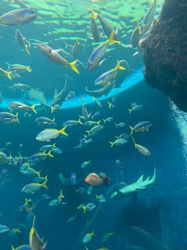 鴨川シーワールドに投稿された画像（2023/7/6）