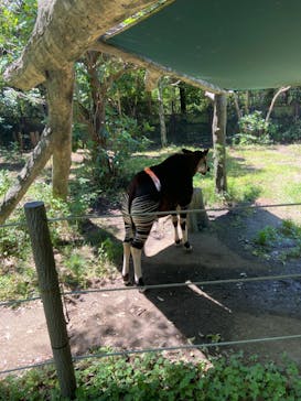 よこはま動物園ズーラシアに投稿された画像（2023/7/6）