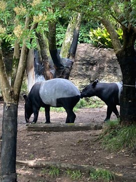 よこはま動物園ズーラシアに投稿された画像（2023/7/6）