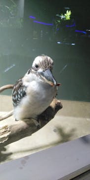 カワスイ 川崎⽔族館に投稿された画像（2023/7/6）