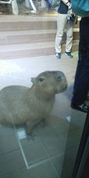 カワスイ 川崎⽔族館に投稿された画像（2023/7/6）