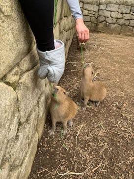 伊豆シャボテン動物公園に投稿された画像（2023/7/6）