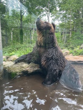 サホロリゾート　ベア･マウンテンに投稿された画像（2023/7/6）