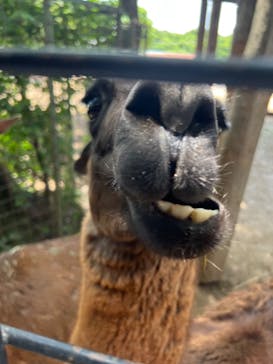 那須サファリパークに投稿された画像（2023/7/7）