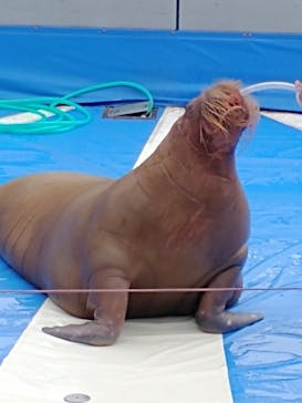 大分マリーンパレス水族館 「うみたまご」に投稿された画像（2023/7/7）