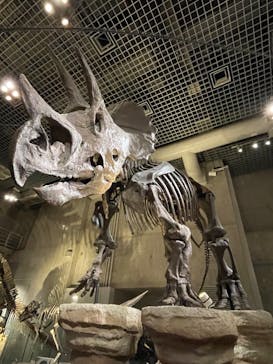 国立科学博物館に投稿された画像（2023/7/7）