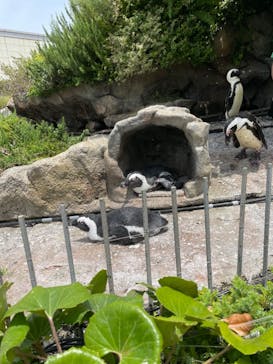 サンシャイン水族館に投稿された画像（2023/7/7）