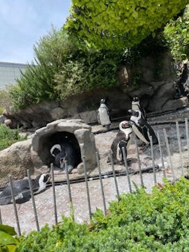 サンシャイン水族館に投稿された画像（2023/7/7）