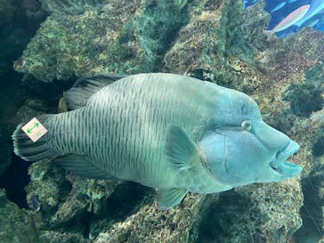 サンシャイン水族館に投稿された画像（2023/7/7）