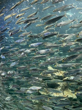 サンシャイン水族館に投稿された画像（2023/7/7）