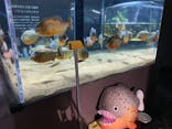カワスイ 川崎⽔族館に投稿された画像（2023/7/7）