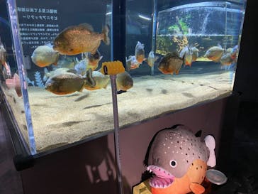カワスイ 川崎⽔族館に投稿された画像（2023/7/7）