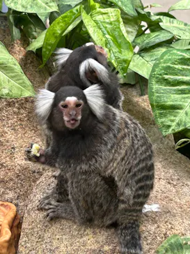 神戸どうぶつ王国に投稿された画像（2023/7/7）