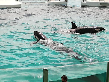 鴨川シーワールドに投稿された画像（2023/7/7）