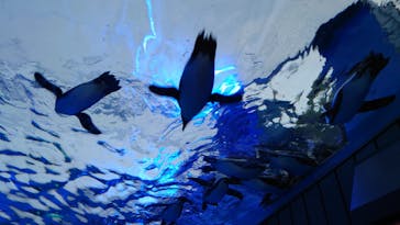 サンシャイン水族館に投稿された画像（2023/7/7）