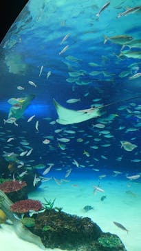 サンシャイン水族館に投稿された画像（2023/7/7）