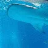 沖縄美ら海水族館に投稿された画像（2023/7/7）