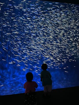 大分マリーンパレス水族館 「うみたまご」に投稿された画像（2023/7/7）
